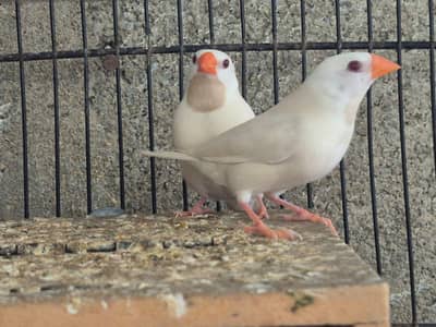 Shaftail finches or star finches