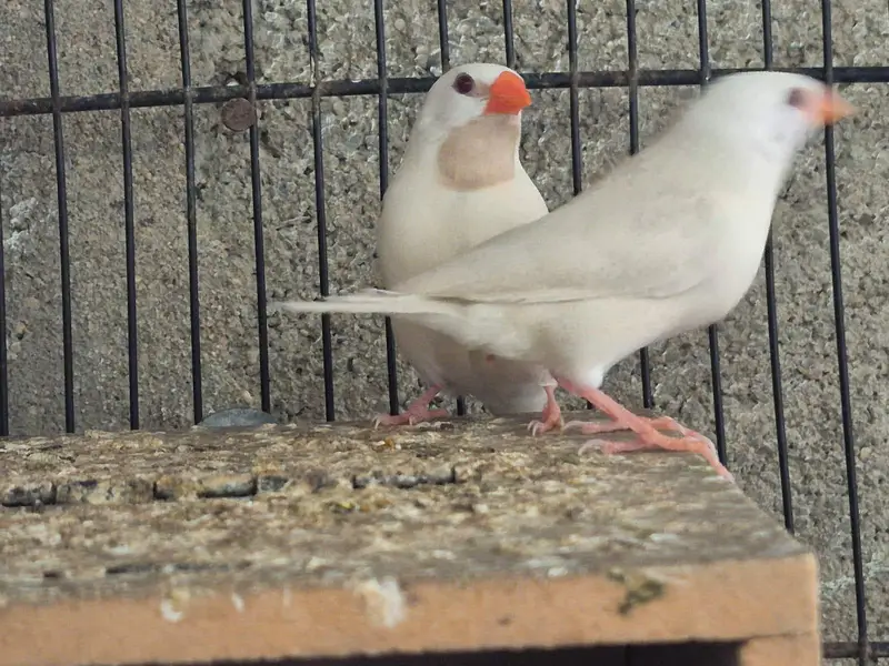 Shaftail finches or star finches — photo 3