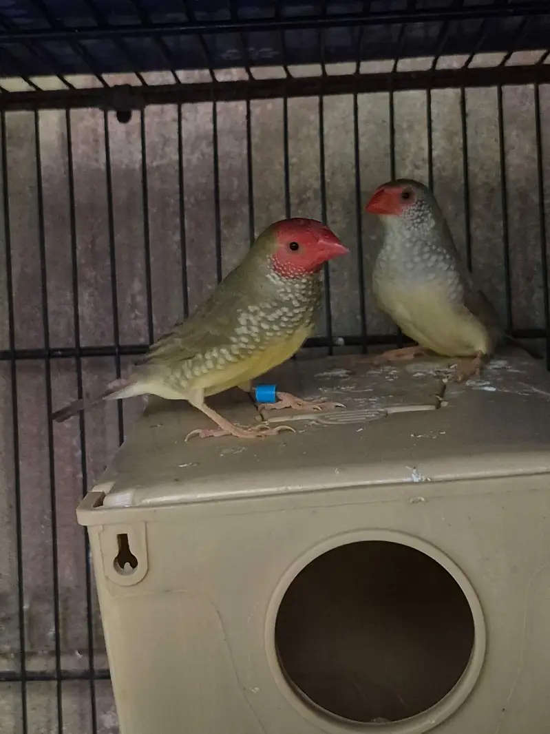 Shaftail finches or star finches — photo 5