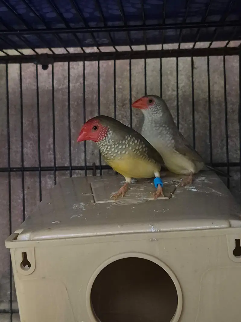 Shaftail finches or star finches — photo 6