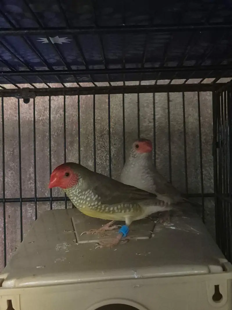 Shaftail finches or star finches — photo 9