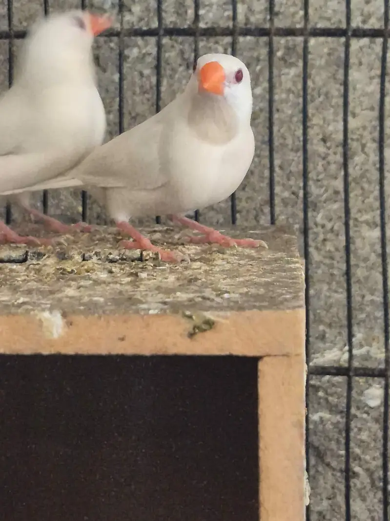 Shaftail finches or star finches — photo 11