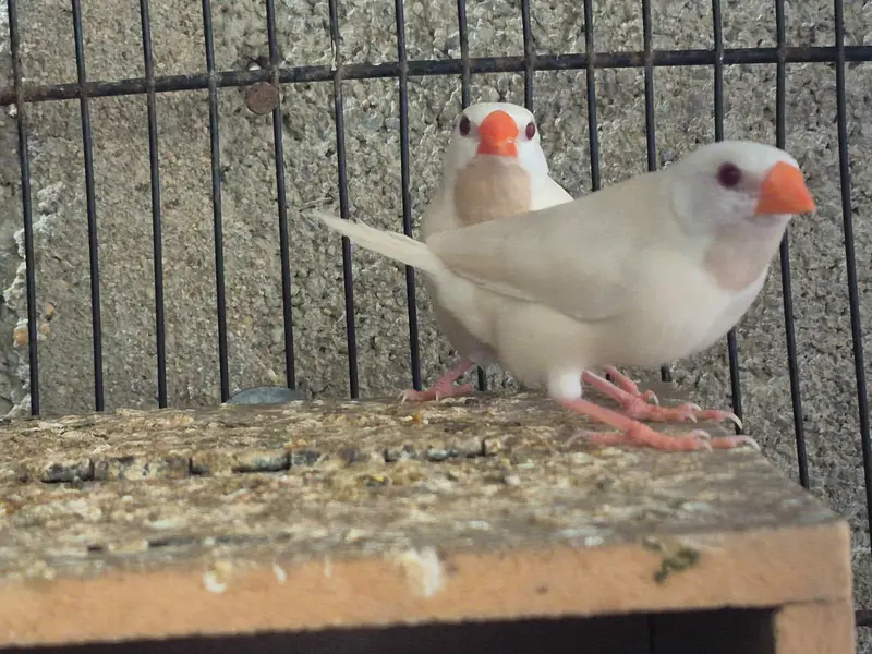 Shaftail finches or star finches — photo 12