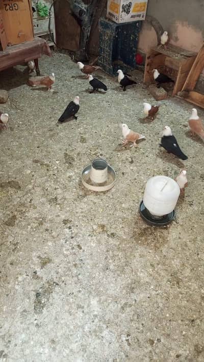 pigeon karblai chicks for sale 03036535323