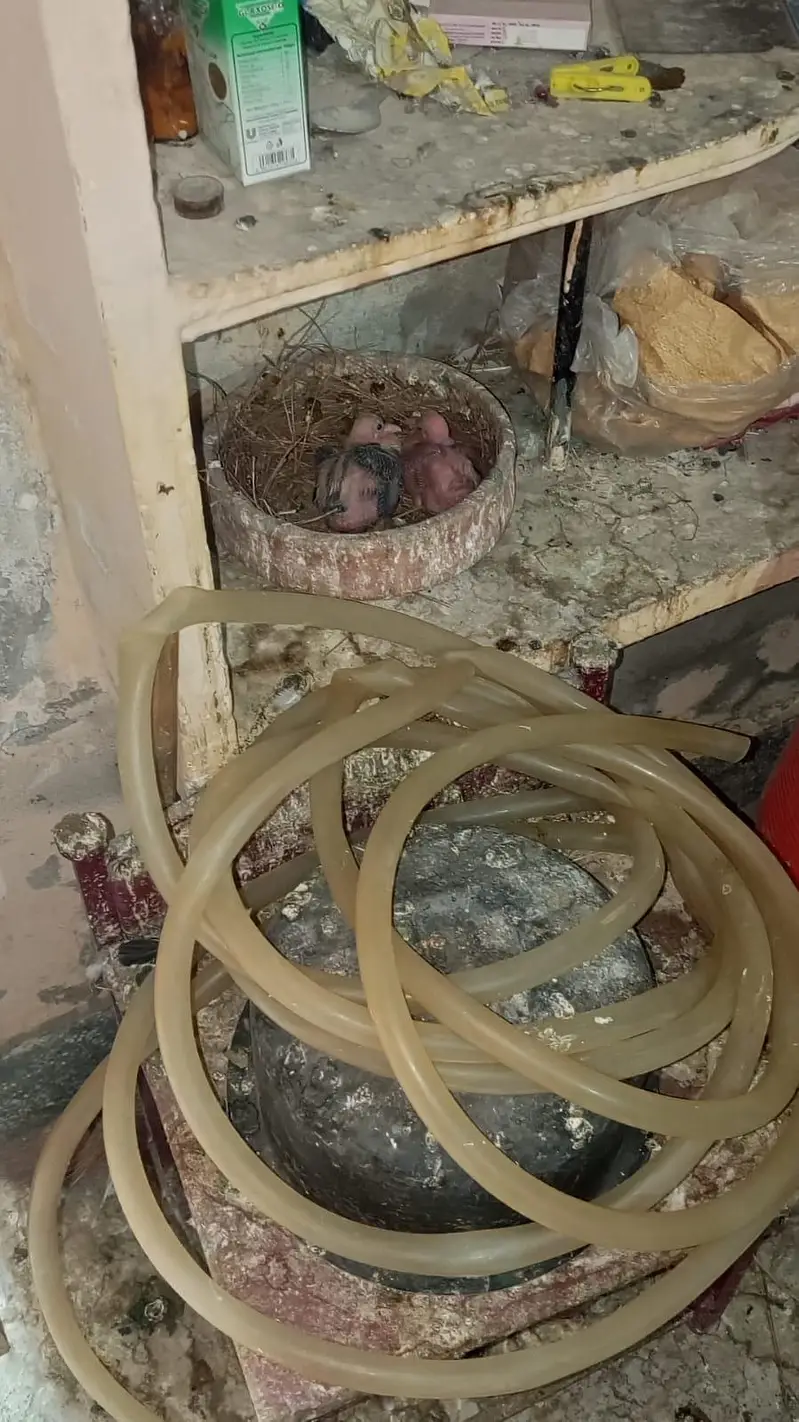 pigeon karblai chicks for sale 03036535323 — photo 3