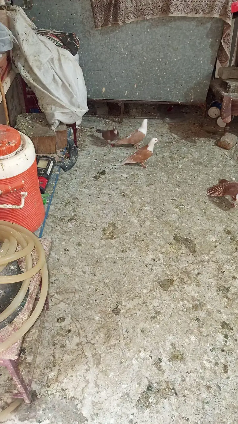 pigeon karblai chicks for sale 03036535323 — photo 4