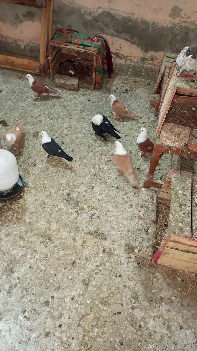 pigeon karblai chicks for sale 03036535323 — photo 5