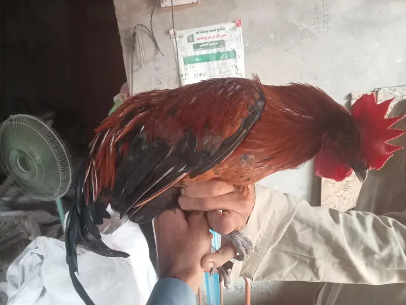 Murghy For Sale(only Males) — photo 2