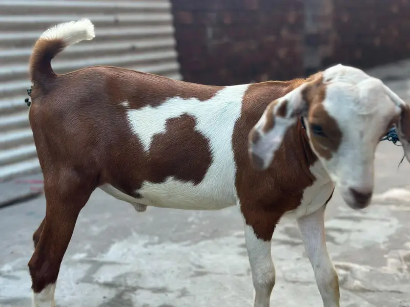 ablak tedda tapra barbra — photo 2