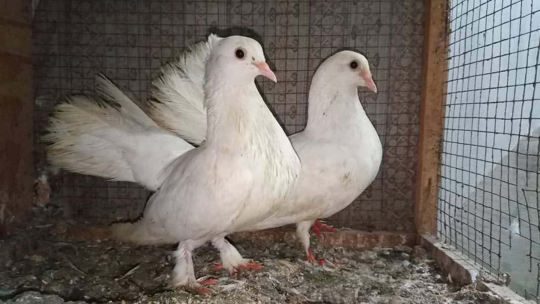 fancy pigeon 0