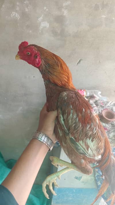 Home breed Mianwali Aseel