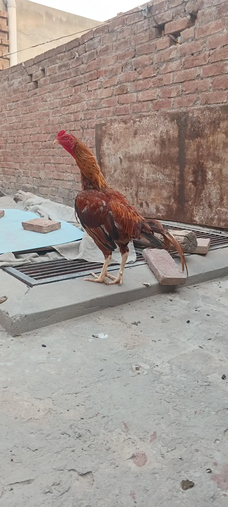 Home breed Mianwali Aseel — photo 3