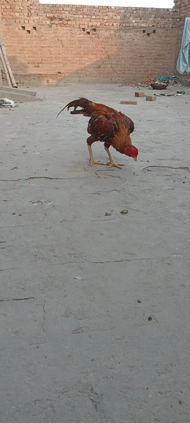 Home breed Mianwali Aseel — photo 4