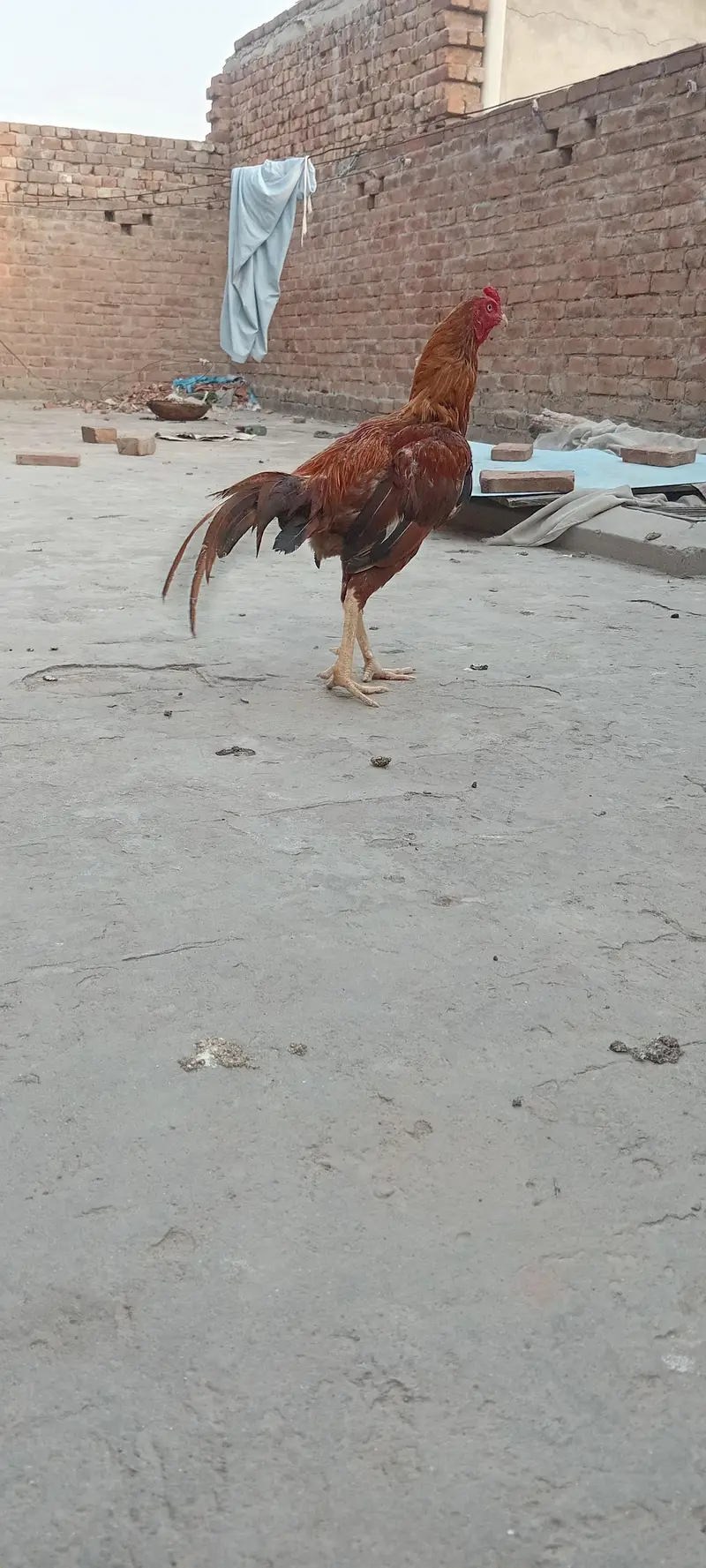 Home breed Mianwali Aseel — photo 5