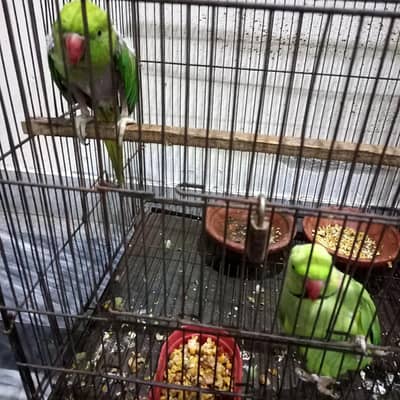 talking parrots
