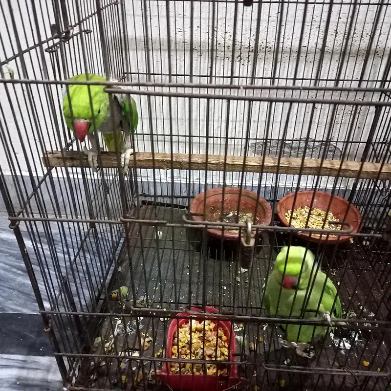talking parrots — photo 2
