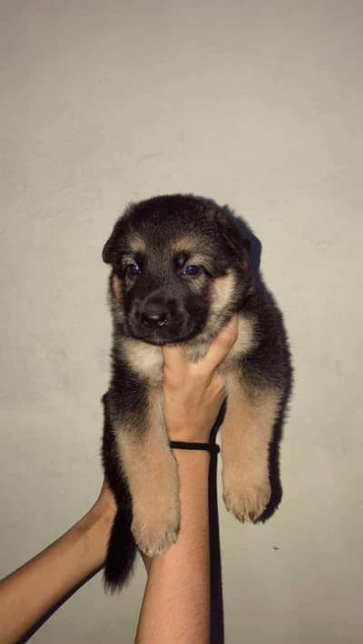 Original German puppies available