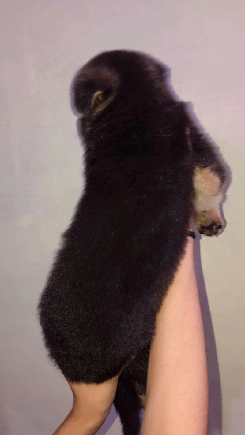 Original German puppies available — photo 2