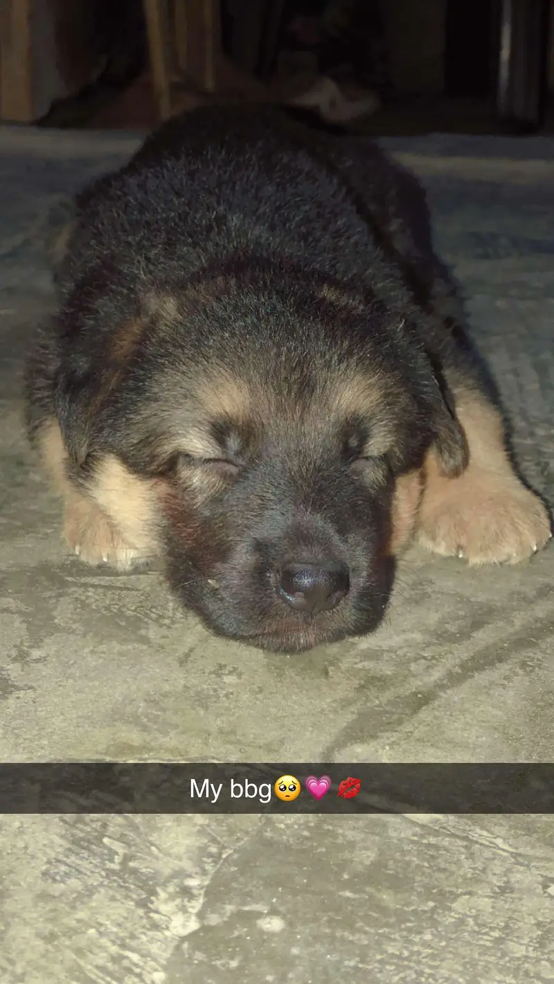 Original German puppies available — photo 3