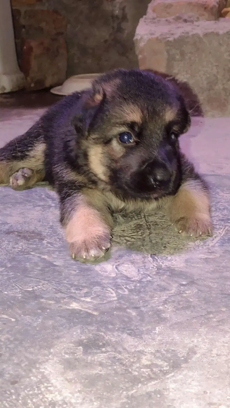 Original German puppies available — photo 4