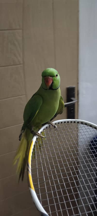parrot
