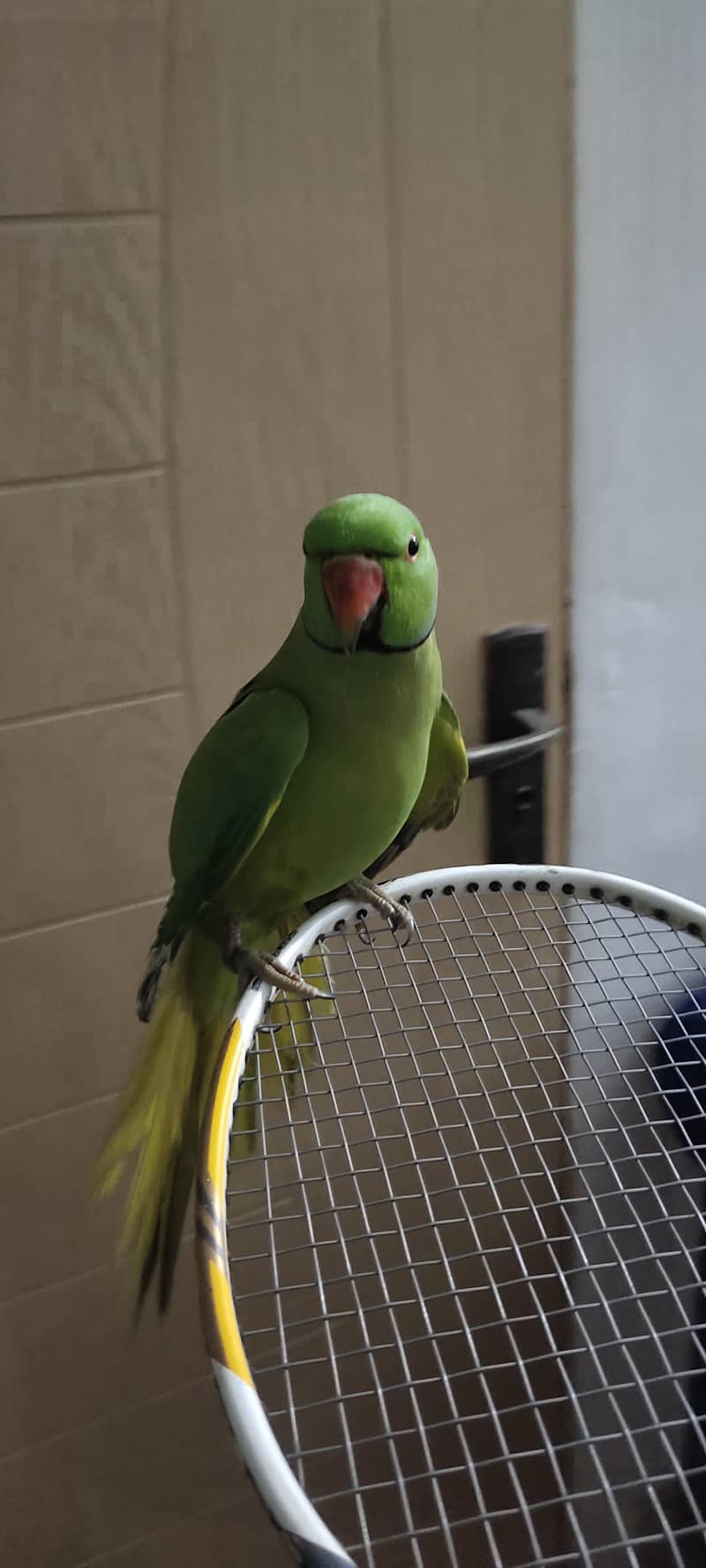 parrot 0