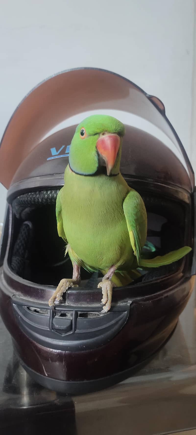 parrot 1
