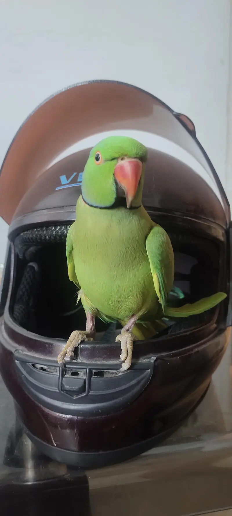 parrot — photo 2