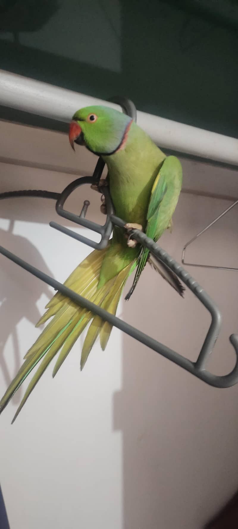 parrot 2