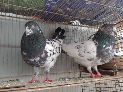 kabli pair for sale. .