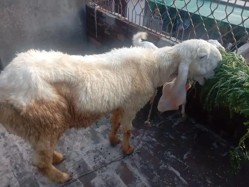 Pregnant bhair for sale
