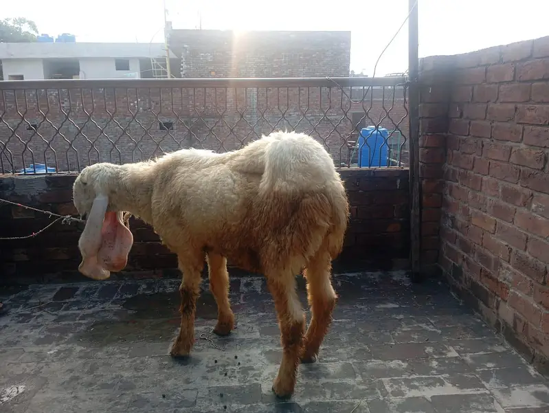 Pregnant bhair for sale — photo 2