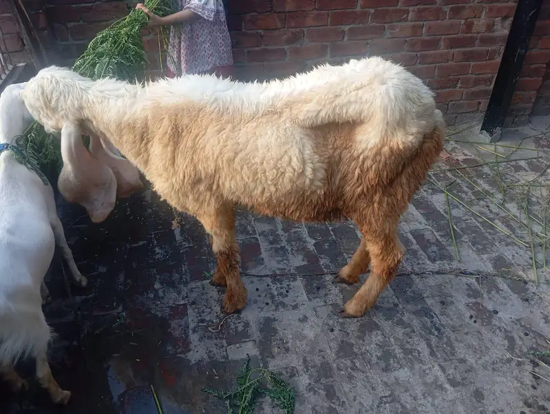 Pregnant bhair for sale — photo 3