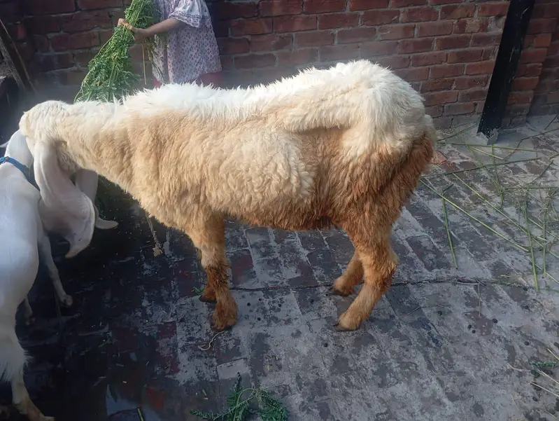 Pregnant bhair for sale — photo 4