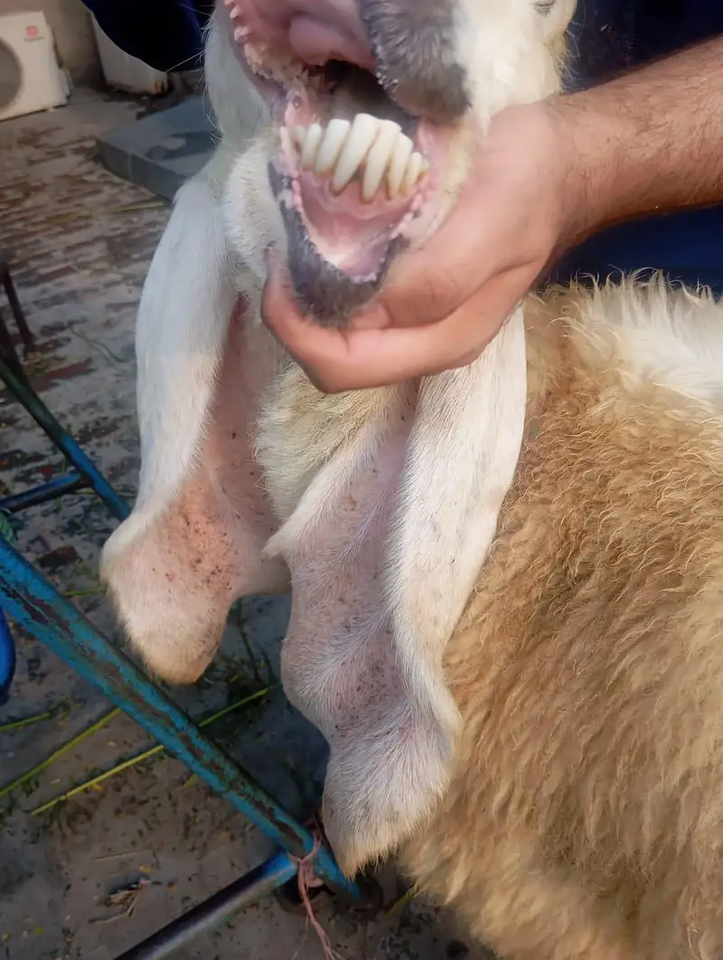 Pregnant bhair for sale — photo 5