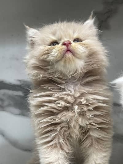 White Persian kittens/ Triple coated/ blue eyes/ Cats/ Male/ Female