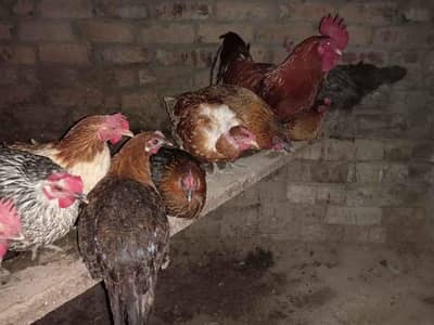 desi hens
