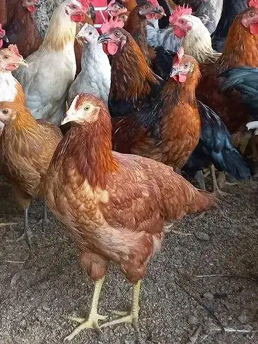 desi hens — photo 2