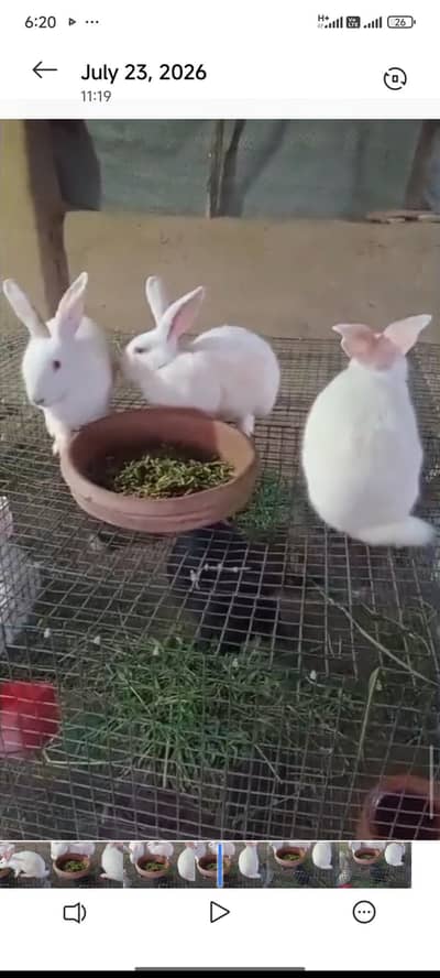 newziland white rabbit