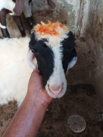 dumba sheep bakra goat mundra kajla larkana abluck gulabi baby sheep