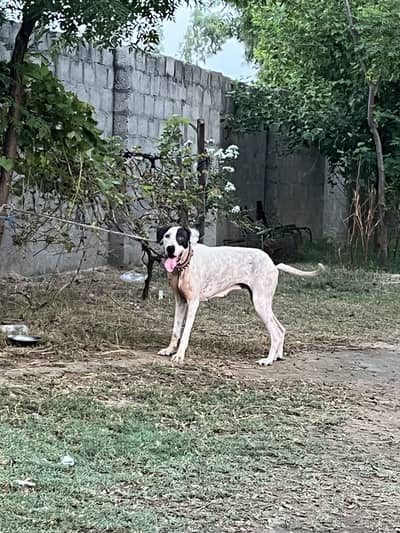 Kohati bulltyre