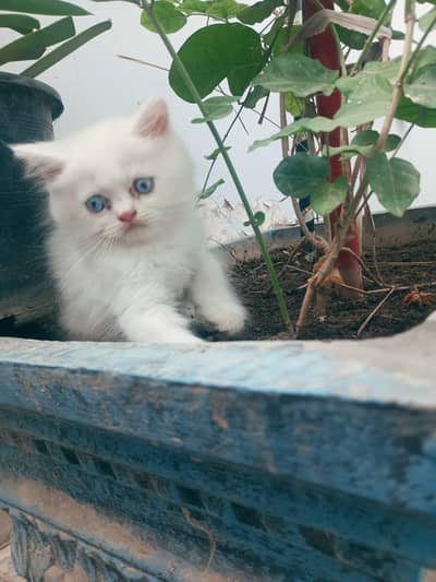 Kitten Persian Breed blue eyes