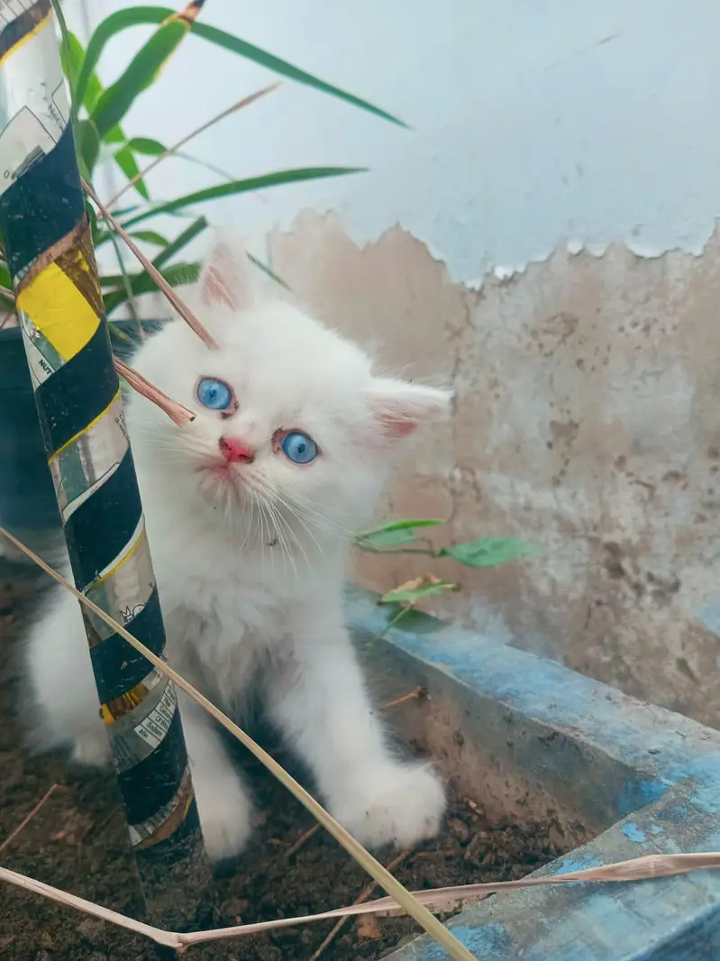 Kitten Persian Breed blue eyes — photo 2