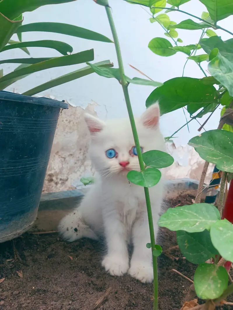 Kitten Persian Breed blue eyes — photo 3