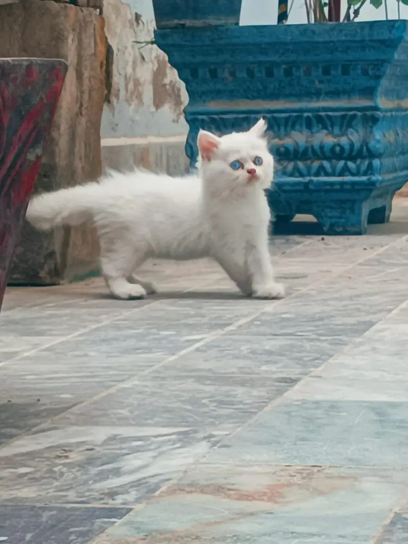 Kitten Persian Breed blue eyes — photo 4