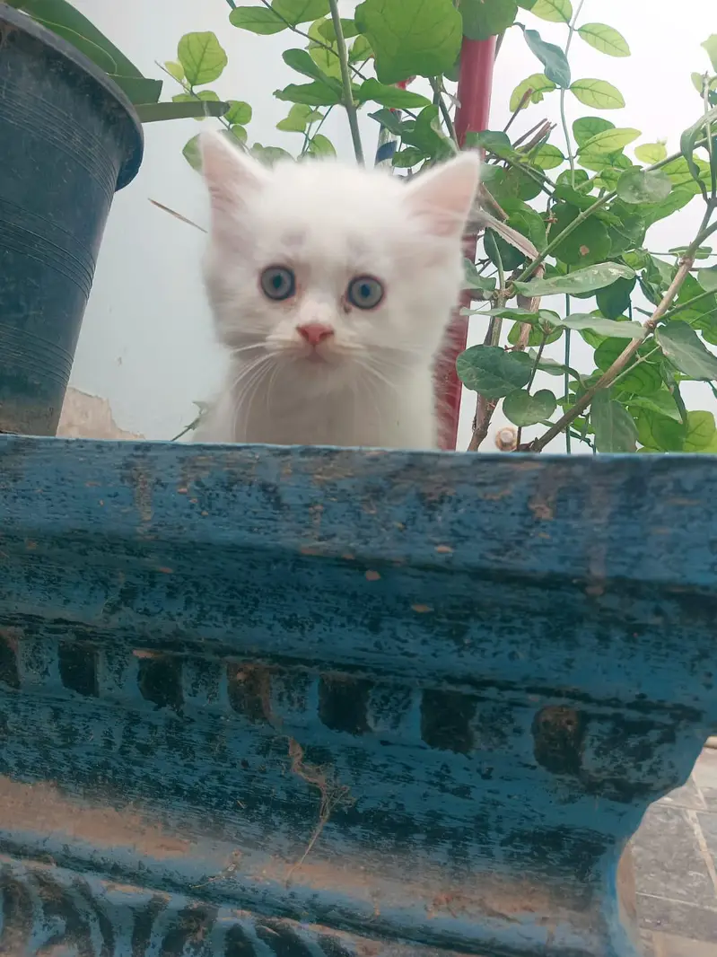 Kitten Persian Breed blue eyes — photo 5