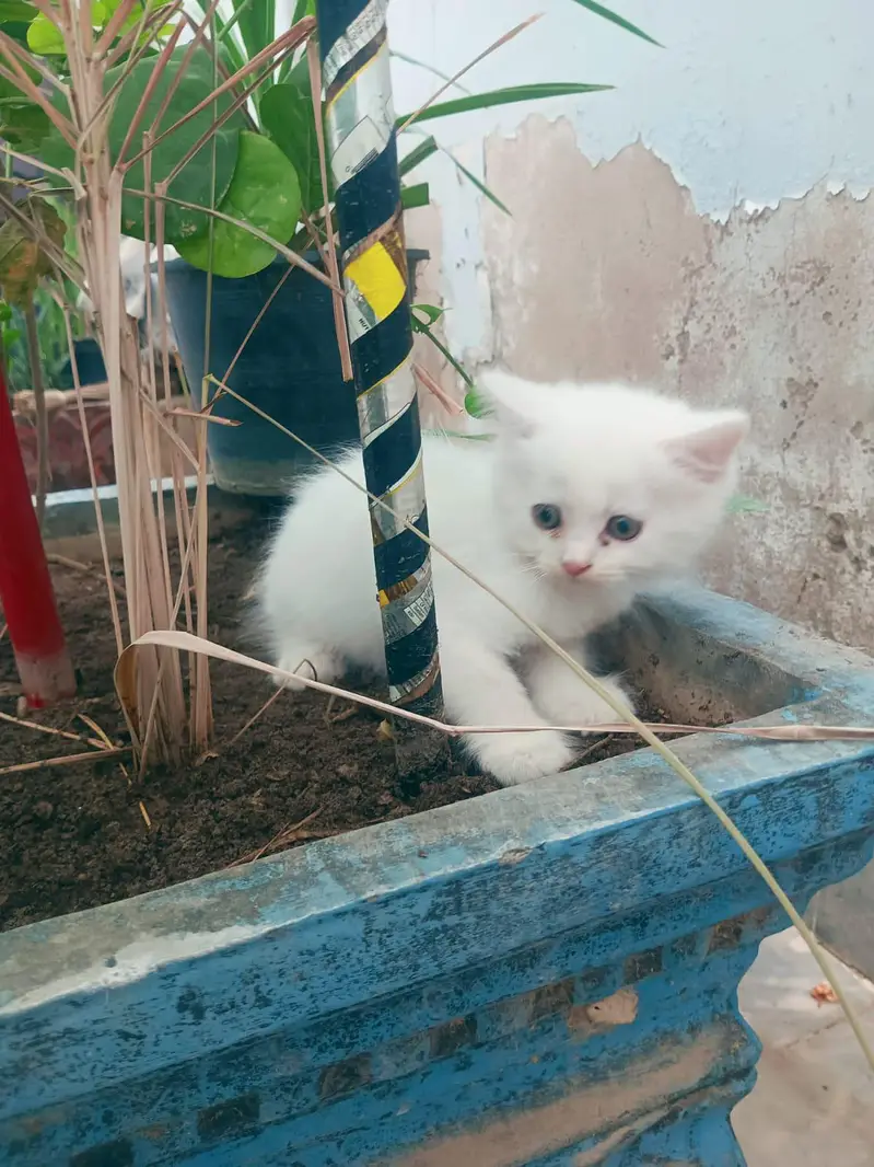 Kitten Persian Breed blue eyes — photo 6