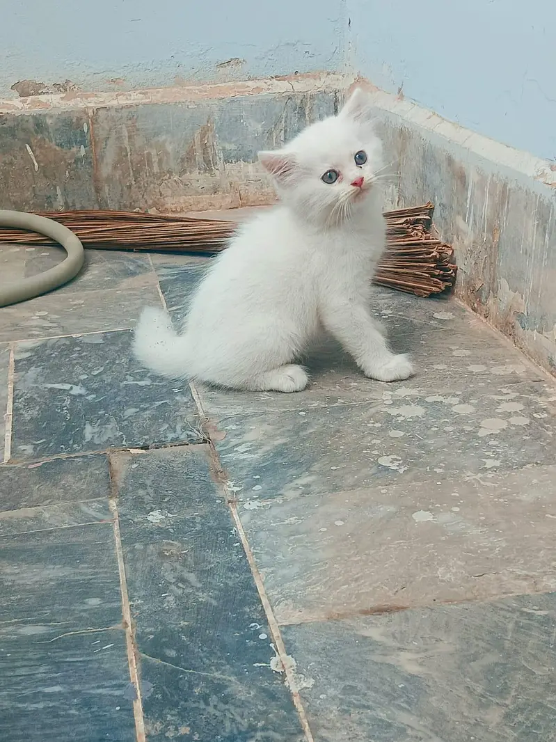 Kitten Persian Breed blue eyes — photo 7