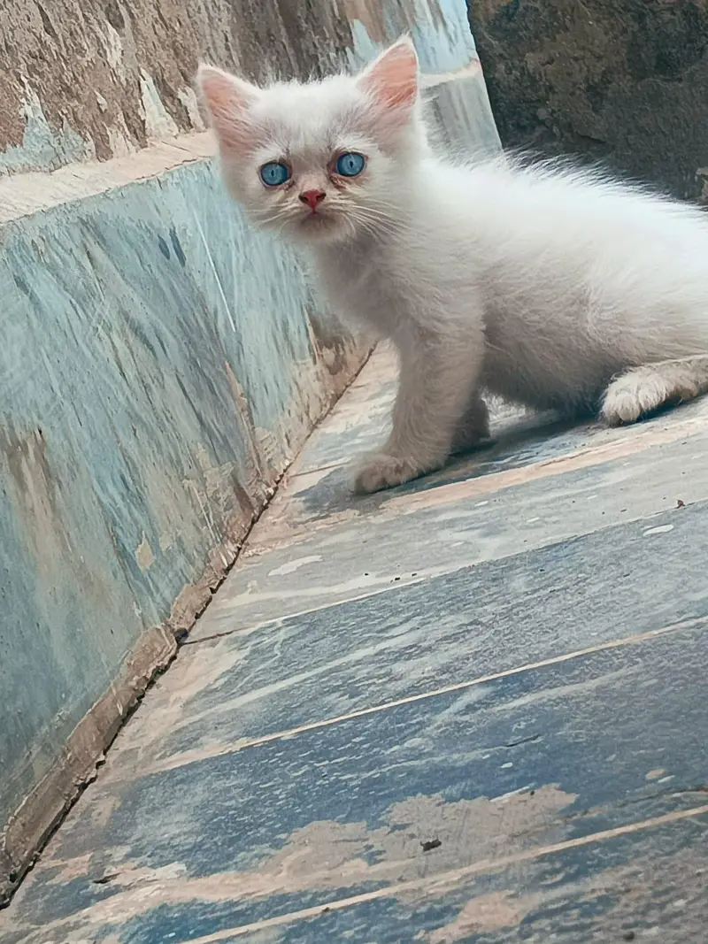 Kitten Persian Breed blue eyes — photo 8