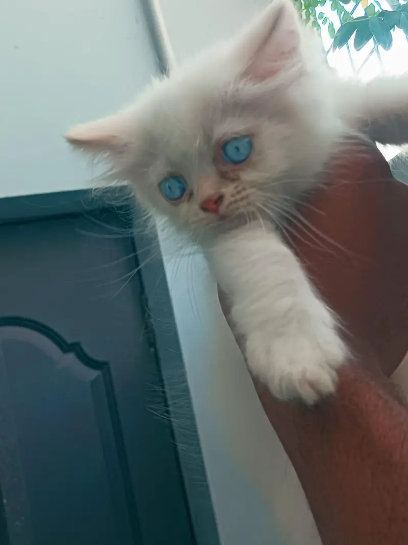 Kitten Persian Breed blue eyes — photo 9